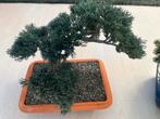 Kunst bonsai Boom, Ophalen, Bloeit niet, Overige soorten, Minder dan 100 cm
