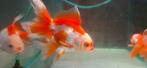 Leeuwenkop Rood Wit Oranda 9 CM, Vis, Zoetwatervis