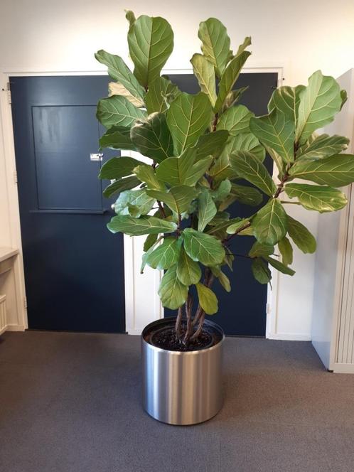 Ficus Lyrata ca. 210-215 cm hoog, Huis en Inrichting, Kamerplanten, Ficus, 200 cm of meer, Groene kamerplant, Halfschaduw, Ophalen