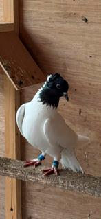 Vermist, Dieren en Toebehoren