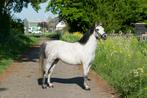 Lieve merrie Welsh pony, Merrie, Gechipt, Dressuurpony, Zadelmak