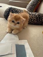 Britse korthaar ny12 golden Chell kater, Dieren en Toebehoren, Katten en Kittens | Raskatten | Korthaar, Kater, Ontwormd, 0 tot 2 jaar