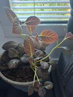 Plant in pot, Ophalen, In pot, Halfschaduw, Minder dan 100 cm