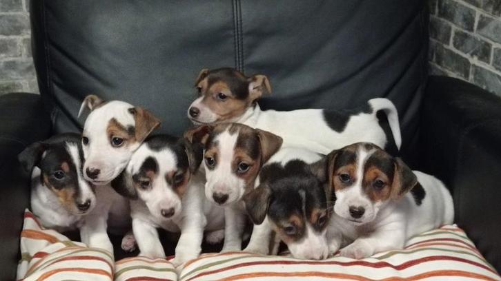 Jack Russel, Dieren en Toebehoren, Honden | Jack Russells en Terriërs, Teef, Jack Russell Terriër, Particulier, Meerdere, België