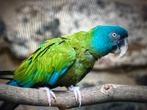 couloni ara, Mannelijk, Papegaai, Geringd