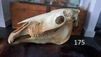 Grote schedel paard diverse opgezette dieren taxidermie, Ophalen, Gebruikt, Paard, Schedel