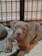 🐾 Prachtige Lilac Tri Color Bully XL reutjes🐾, Dieren en Toebehoren, Honden | Bulldogs, Pinschers en Molossers, 8 tot 15 weken