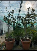 Magnolia boom in Terracotta pot, Tuin en Terras, Ophalen, Volle zon, Bolboom