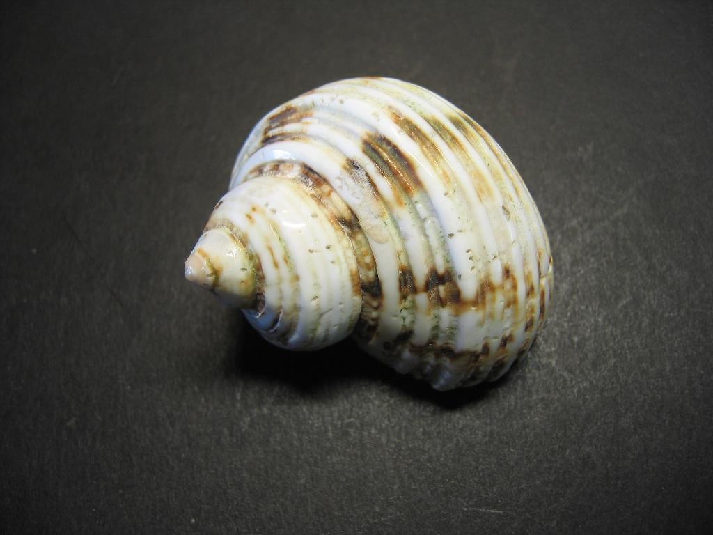 Schelpen: Turbo crassus  Wood, 1828., Ophalen of Verzenden, Schelp(en)