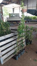 Hedera super prijs 160/180 1,95 enorm succes nog 150 dan op, Ophalen, Vaste plant, Bloeit niet, Halfschaduw