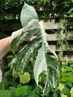 Laatste Monstera Variegata tussenstekken, Ophalen, Overige soorten, Minder dan 100 cm