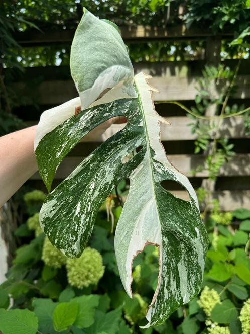 Laatste Monstera Variegata tussenstekken, Huis en Inrichting, Kamerplanten, Overige soorten, Minder dan 100 cm, Ophalen