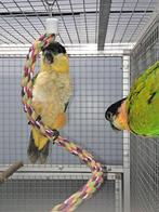 Zwartkop caiques, Dieren en Toebehoren, Meerdere dieren, Parkiet, Geringd