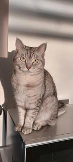 Britse korthaar 3.5 jaar op zoek naar een nieuw fijn thuis, Dieren en Toebehoren, Katten en Kittens | Raskatten | Korthaar, Kater