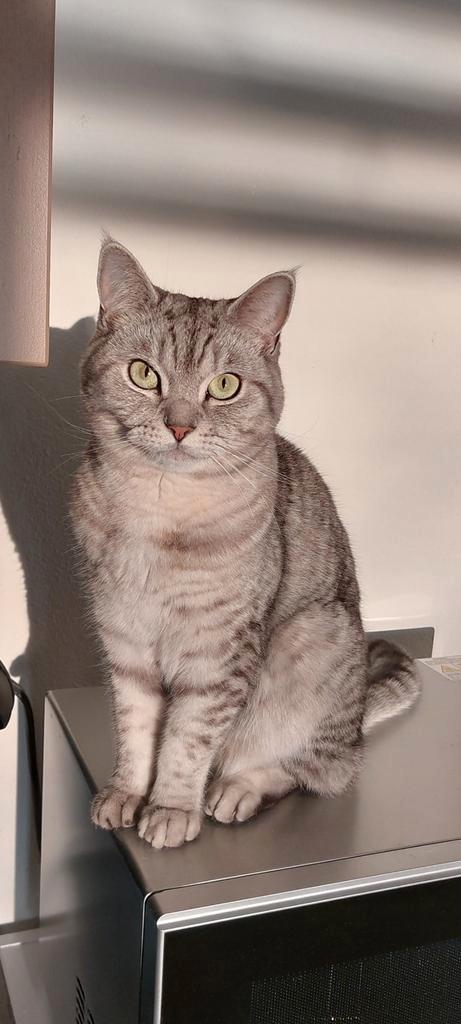 Britse korthaar 3.5 jaar op zoek naar een nieuw fijn thuis, Dieren en Toebehoren, Katten en Kittens | Raskatten | Korthaar, Kater