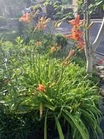 Vaste Planten, Tuin en Terras, Planten | Tuinplanten, Volle zon, Vaste plant, Zomer, Ophalen