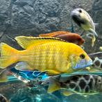 Vissenopvang Nederland, Dieren en Toebehoren, Vissen | Aquariumvissen, Vis