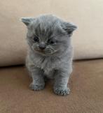 Britse Korthaar Kitten, Dieren en Toebehoren, Katten en Kittens | Raskatten | Korthaar, Poes, Ontwormd, 0 tot 2 jaar