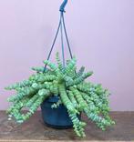 Crasulla hottentot stekjes, Ophalen of Verzenden, Halfschaduw, Minder dan 100 cm