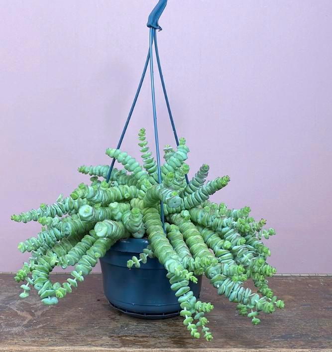 Crasulla hottentot stekjes, Huis en Inrichting, Kamerplanten, Minder dan 100 cm, Halfschaduw, Ophalen of Verzenden