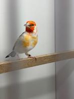 Majoor putter, Dieren en Toebehoren, Mannelijk, Wildzangvogel