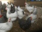 Sussex kippen., Dieren en Toebehoren, Pluimvee, Vrouwelijk, Kip