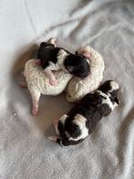 harlekijn Dwerg Poedel pups, bruin/wit en creme, Dieren en Toebehoren, Honden | Chihuahua's en Gezelschapshonden, Poedel, CDV (hondenziekte)