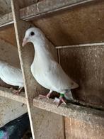 Jenge post duiven, Dieren en Toebehoren, Meerdere dieren, Postduif