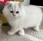 Britse langhaar kittens wit kater, Dieren en Toebehoren, Katten en Kittens | Raskatten | Korthaar, Kater, Ontwormd, 0 tot 2 jaar