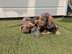 Ruwharige Teckel puppy's, Rabiës (hondsdolheid), 8 tot 15 weken, Dwerg, Meerdere
