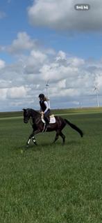 Super lieve allround D pony, Dieren en Toebehoren, Pony's, B, 3 tot 6 jaar, Recreatiepony, D pony (1.37m tot 1.48m)