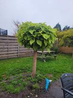 Hortensia / bolcatalpa, Tuin en Terras, Planten | Tuinplanten, Vaste plant, Halfschaduw, Zomer, Ophalen