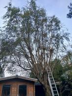 Gratis haardhout - zsm afhalen in Den Haag, Ophalen, Gebruikt