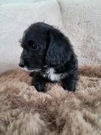 Unieke dwergpoedel kruising pups, Dieren en Toebehoren, Honden | Chihuahua's en Gezelschapshonden, CDV (hondenziekte), Overige rassen