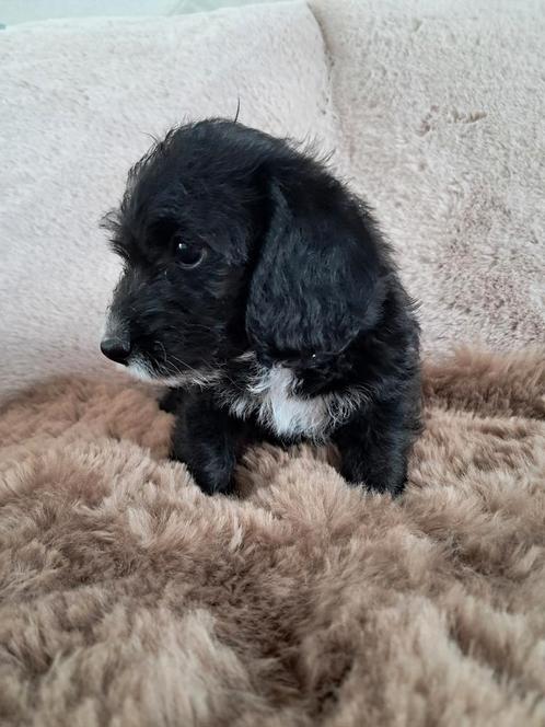 Unieke dwergpoedel kruising pups, Dieren en Toebehoren, Honden | Chihuahua's en Gezelschapshonden, Meerdere dieren, Overige rassen