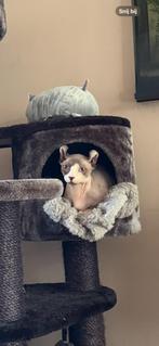 Dwelf Sphynx kitten 9 maanden, Dieren en Toebehoren, Katten en Kittens | Raskatten | Korthaar, Kater, Gechipt, 0 tot 2 jaar