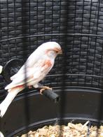 harlekijn kanarie 2025, Dieren en Toebehoren, Geslacht onbekend, Kleurkanarie