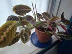 Maranta, kamerplant, Calathea-familie, Huis en Inrichting, Kamerplanten, Ophalen, Overige soorten, Halfschaduw, In pot