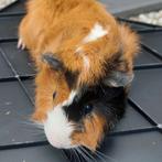 Borstel cavia (beertje) 5 maanden oud (bruin, wit, zwart), Dieren en Toebehoren, April, Mannelijk, Cavia