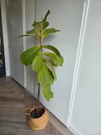Tabaksplant/ficus lyrata, Huis en Inrichting, Ophalen, Halfschaduw, Minder dan 100 cm