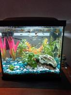 Guppies te koop, Vis