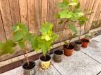 Druiven plantjes zoete witte “Muskaat”, Tuin en Terras, Volle zon, Vaste plant, Ophalen of Verzenden, Fruitplanten