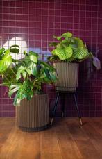 Capi Europe plantenbak, Tuin en Terras, Bloembakken en Plantenbakken, Ophalen, Kunststof, Minder dan 60 cm, Rond
