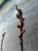 Paarse Sering, Vaste plant, Halfschaduw, Lente, Ophalen