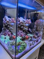 Zee aquarium met vissen en koraal, Dieren en Toebehoren, Vissen | Aquaria en Toebehoren, Gebruikt, Ophalen of Verzenden