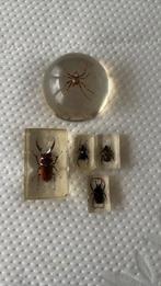 Insecten in hars en glas, Ophalen of Verzenden, Zo goed als nieuw, Insect, Beeldje of Figuurtje