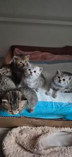 British koort haar kittens, Meerdere dieren