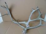 Curiosa groot gewei geweien hertengewei gewei hert ree 59cm, Ophalen of Verzenden, Gebruikt, Hert, Gewei of Kop