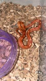 Jonge Rattenslangen!, Dieren en Toebehoren, Reptielen en Amfibieën, Slang, 0 tot 2 jaar