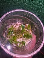 Alocasia Loco TC, Ophalen of Verzenden, Halfschaduw, Minder dan 100 cm